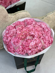 Pink Hydrangea Dream