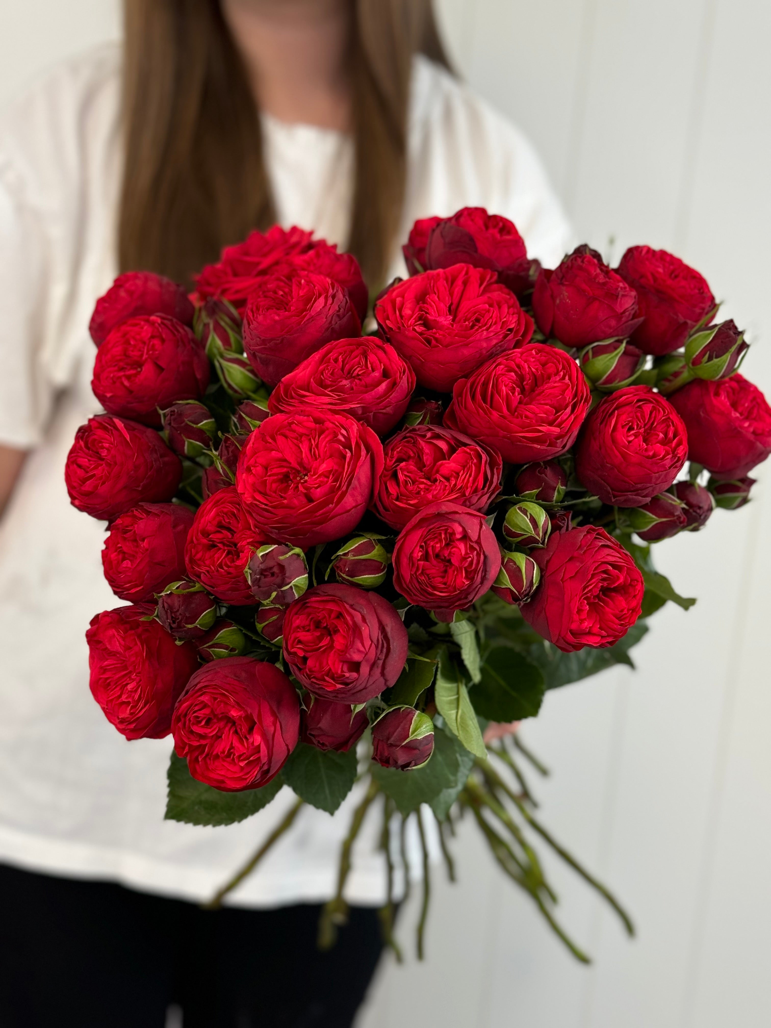 "Magic Gift" Red Garden Roses